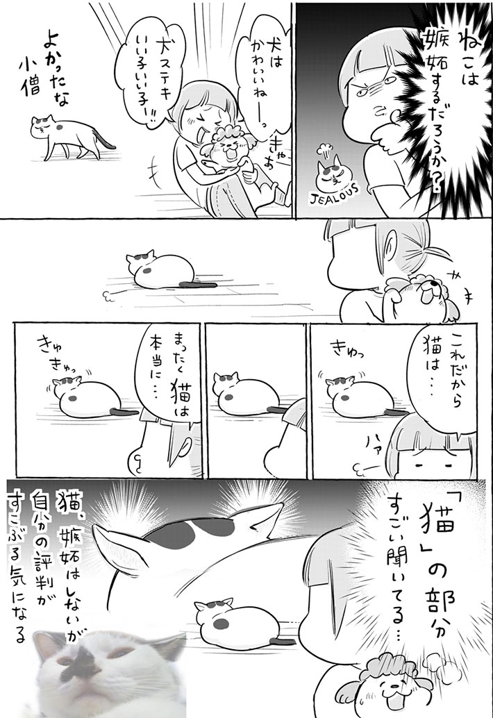 犬と猫の嫉妬姿が見たかった飼い主 試したら予想と違って?『犬と猫どっちも飼ってると』 https://t.co/66kVMbYwOZ @grapeejpより