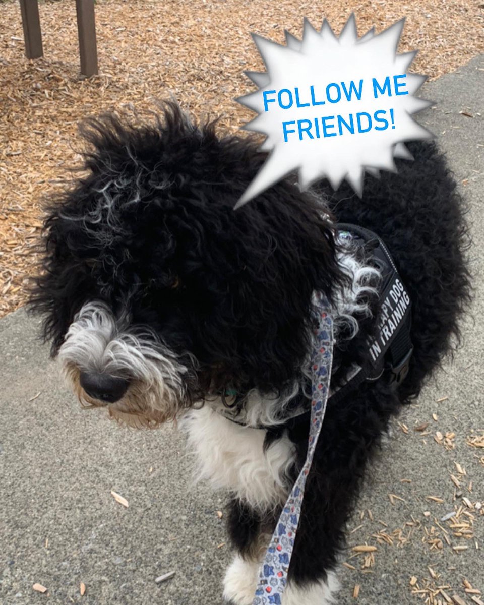 LaceyPolice's tweet photo. Itโs #TripTipTuesday and Trip wants you to see us along our #SummerCruisinโ route tomorrow! ๐๐๐๐๐๐๐ป He will be Cruisinโ in the lead car! ๐ Just follow the floof!#TripsTips #Community #MobileCarShow #Bernedoodle #LaceyUnited #LaceyPD https://t.co/E4XzvzlqTE