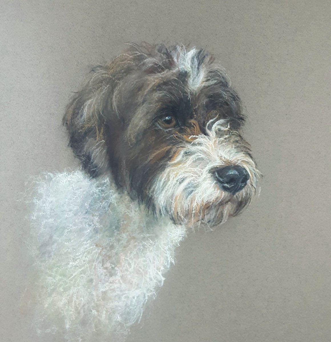 peterhogarth55's tweet photo. A commissioned portrait of a beautiful young dog.  -soft pastels on paper,  2020. 😊#dogs #portraits #commissions #art https://t.co/r8CPKRyhEE