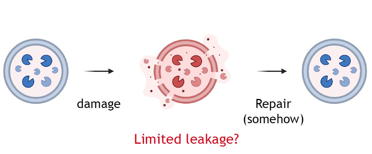 maxgabgut's tweet photo. Summer preprint with a bit for everyone: cell and infection biologists, immunologists and #lysosome and #mitochondria aficionados: 
What happens in macrophages during limited endomembrane damage in the absence of cell death? 
A🧵
https://t.co/PTMRPNjc3Q https://t.co/HpKUz4yAH7