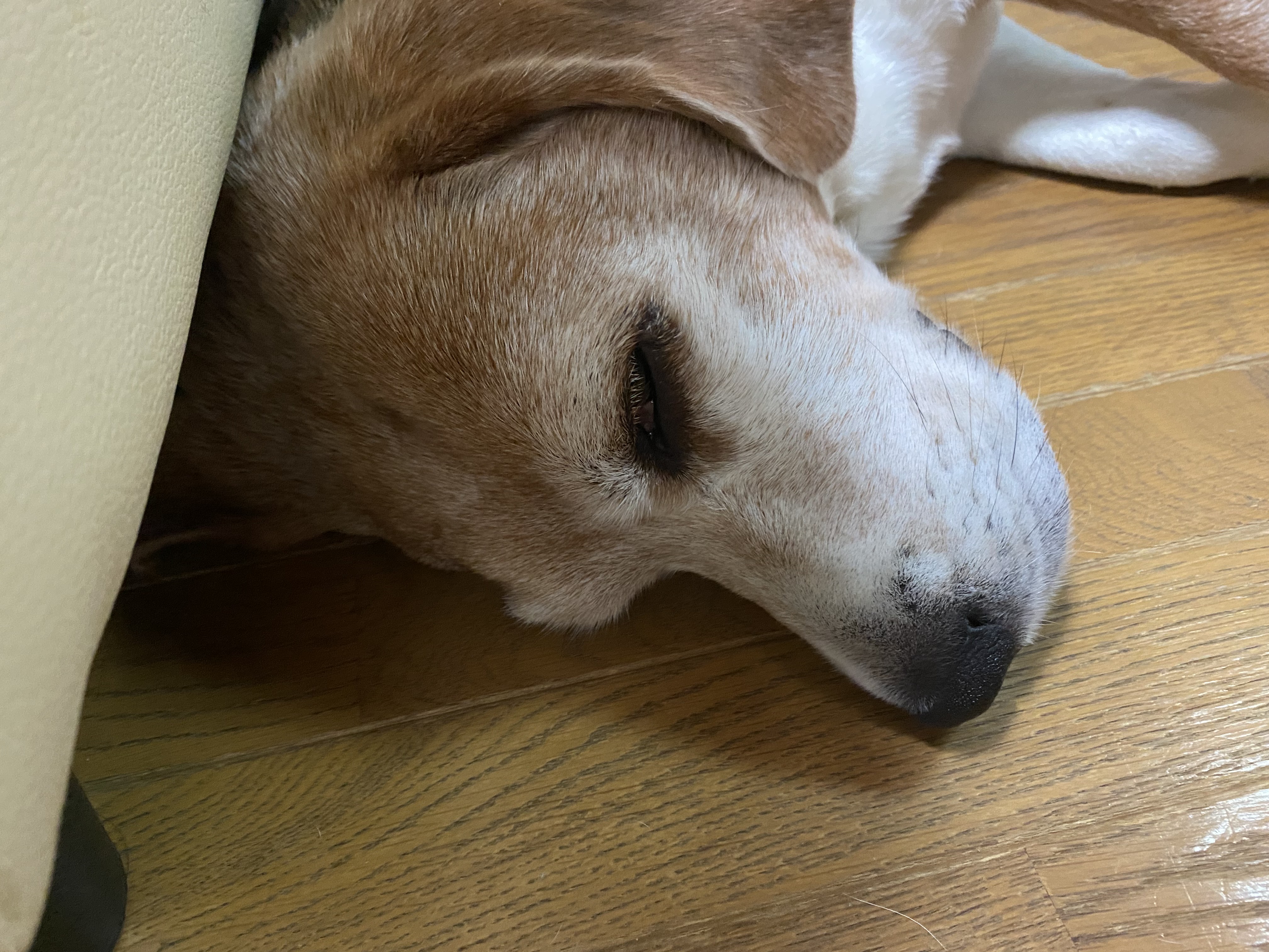 白目むく Twitter Search Twitter