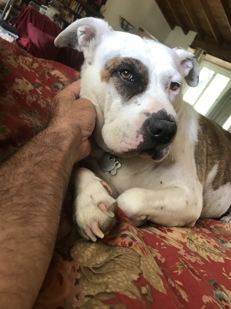 LeaKThompson's tweet photo. Missing home @WhereIsMaybelle #PitBullish #dogsmakemehappy https://t.co/wvzgQ1PIyq