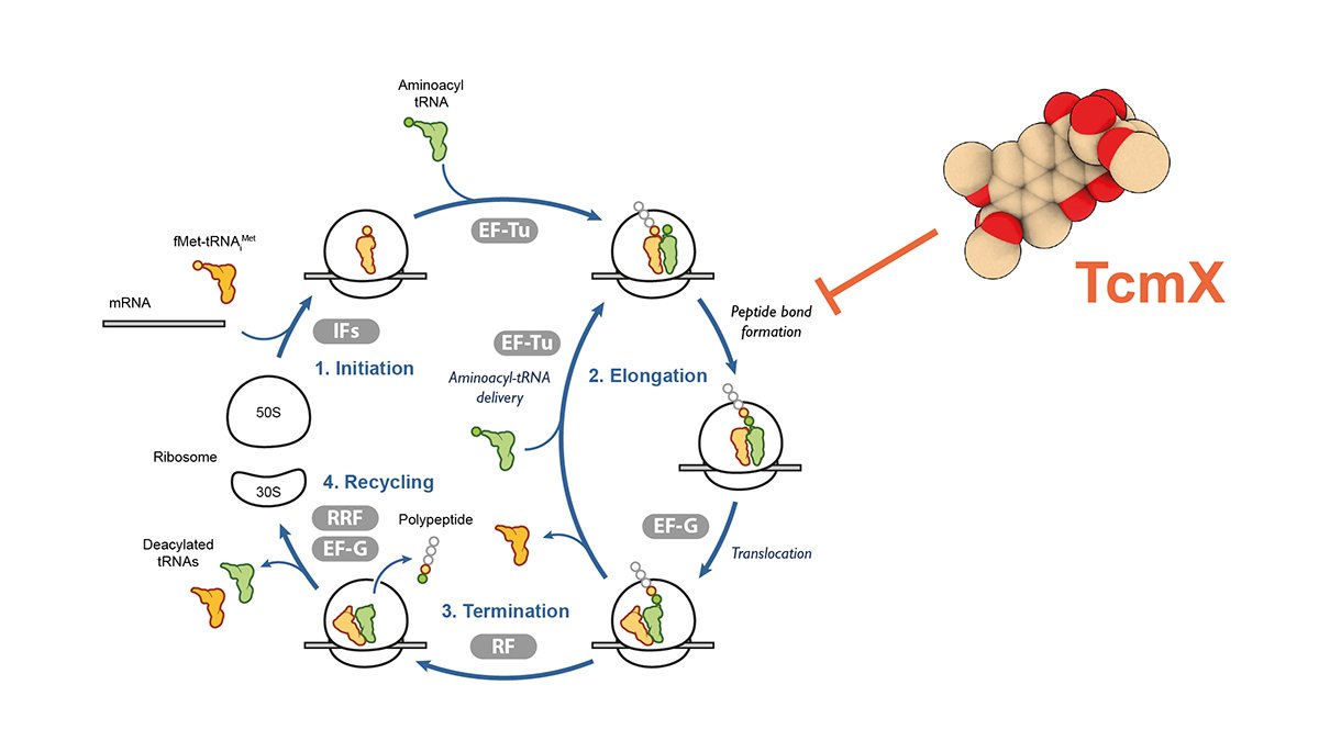 Innis Lab (@innislab) on Twitter photo A new study by <a href="/LeroyElodie3/">Leroy Elodie</a>, Thomas Perry and <a href="/ThibaudRenault/">Thibaud Renault</a> shows how the antibiotic Tetracenomycin X (TcmX) blocks translation of QK motifs by sequestering peptidyl-tRNA. <a href="/ERC_Research/">European Research Council (ERC)</a> <a href="/iecb_bordeaux/">Institut Européen de Chimie et Biologie</a> <a href="/arna_lab/">ARNA lab</a> biorxiv.org/content/10.110… A new study by <a href="/LeroyElodie3/">Leroy Elodie</a>, Thomas Perry and <a href="/ThibaudRenault/">Thibaud Renault</a> shows how the antibiotic Tetracenomycin X (TcmX) blocks translation of QK motifs by sequestering peptidyl-tRNA. <a href="/ERC_Research/">European Research Council (ERC)</a> <a href="/iecb_bordeaux/">Institut Européen de Chimie et Biologie</a> <a href="/arna_lab/">ARNA lab</a> biorxiv.org/content/10.110…