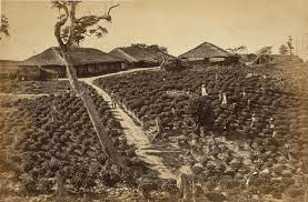 DID THE BRITISHERS BEGIN TEA CULTIVATION IN INDIA? 

With their lack of expertise &amp; little understanding of Indian terrain, how did they accomplish such a feat? 

Search for the man behind the genesis of Indian tea took me to a remote corner of Assam.

Here's the whole story: