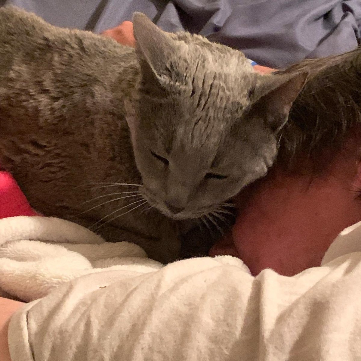 Our sweet moonpie went to the rainbow bridge this evening. Worse part of being a pet owner is when they have to leave.