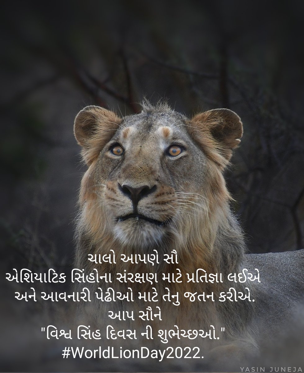 BVaghamshi's tweet photo. સૌ ને "વિશ્વ સિંહ દિવસ ની શુભેચ્છઓ." 
#WorldLionDay2022. વન્યપ્રાણી વિભાગ, સાસણ-ગીર, ગુજરાત વન વિભાગ.
#ગીર #GIRForest https://t.co/wYhrgbo4i3