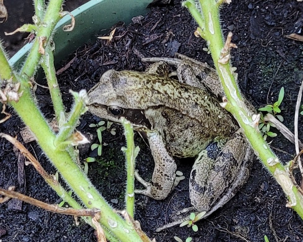 iMoerm's tweet image. Deze vriend zit al een paar weken elke ochtend in de plantenpot tussen de petunia's. Later op de dag is hij verdwenen, om 's ochtends weer gezellig op te duiken. #prins??