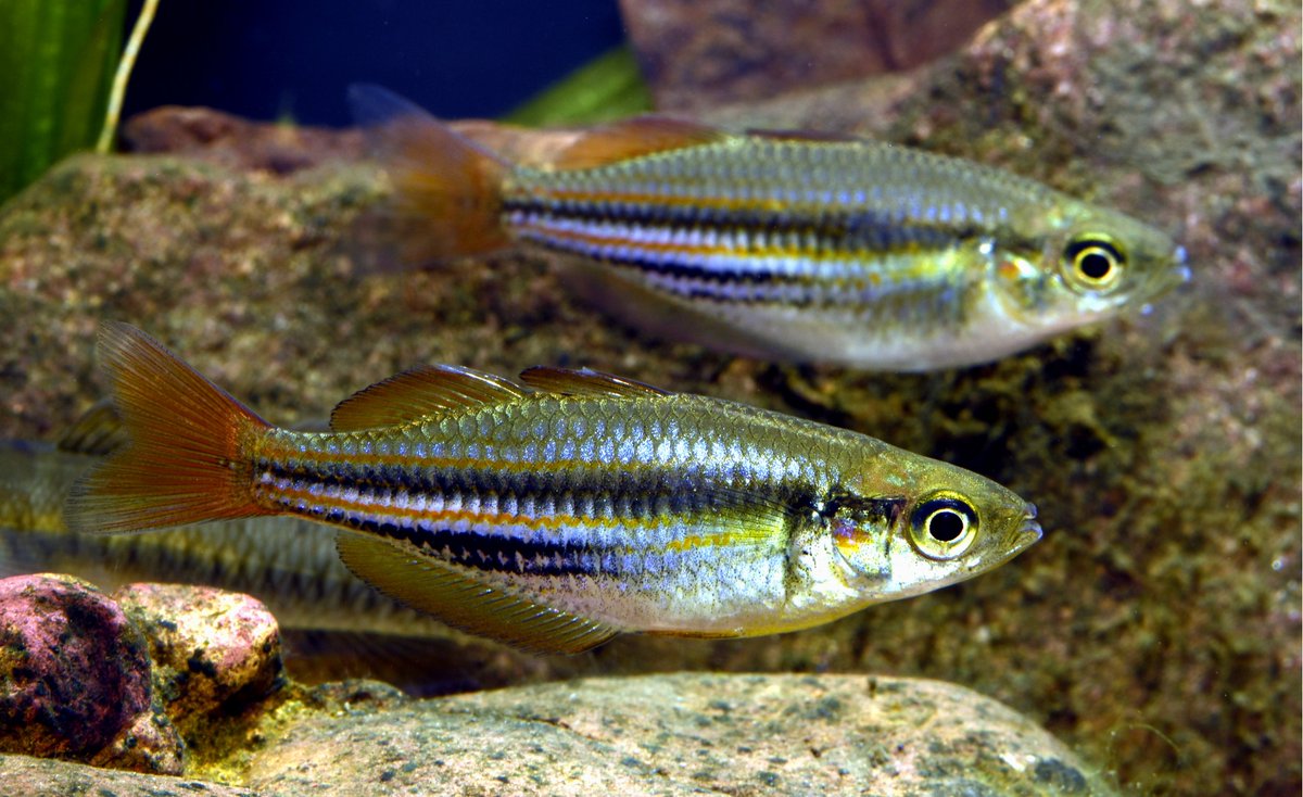 The shimmering Western Rainbowfish Melanotaenia australis is one of the most common freshwater species in NW Australia and parts of the Northern Territory. It is hyper-variable in colour across its range. These are from Charnley River on Wilinggin Country, Kimberley. #Bushblitz