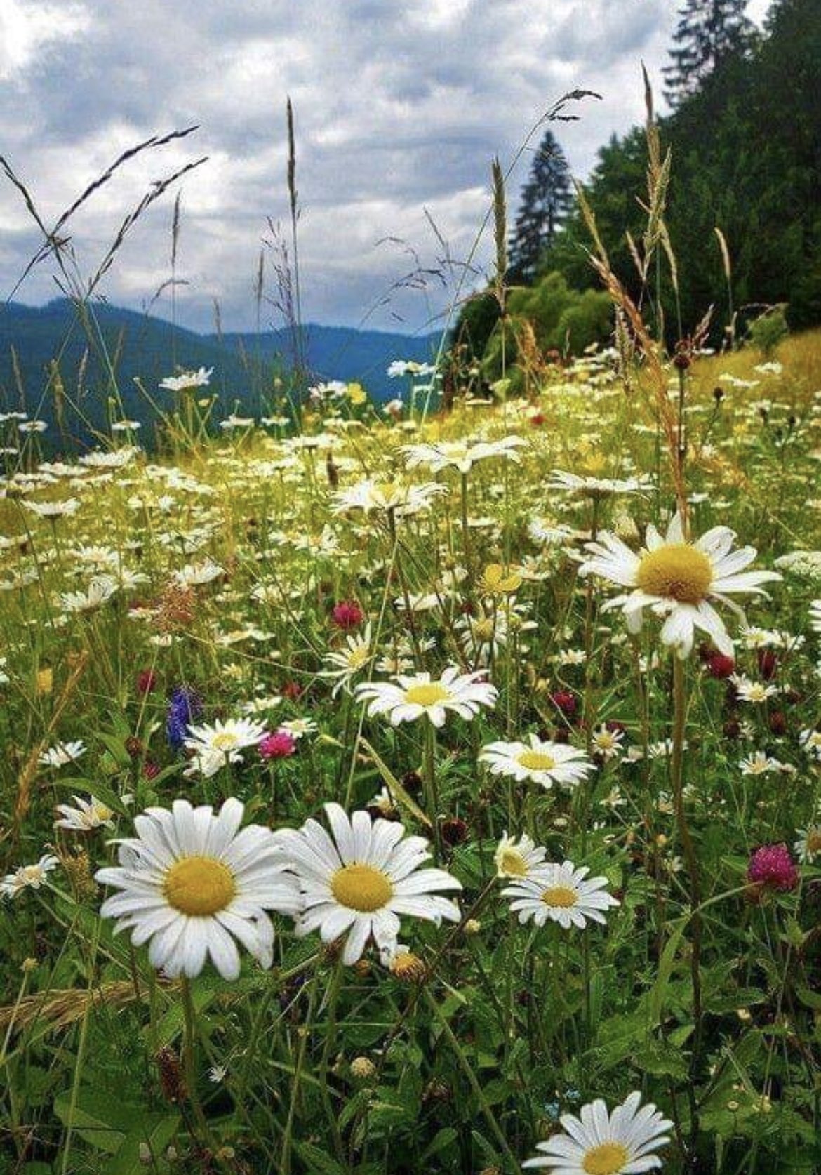 Пейзажи с ромашками