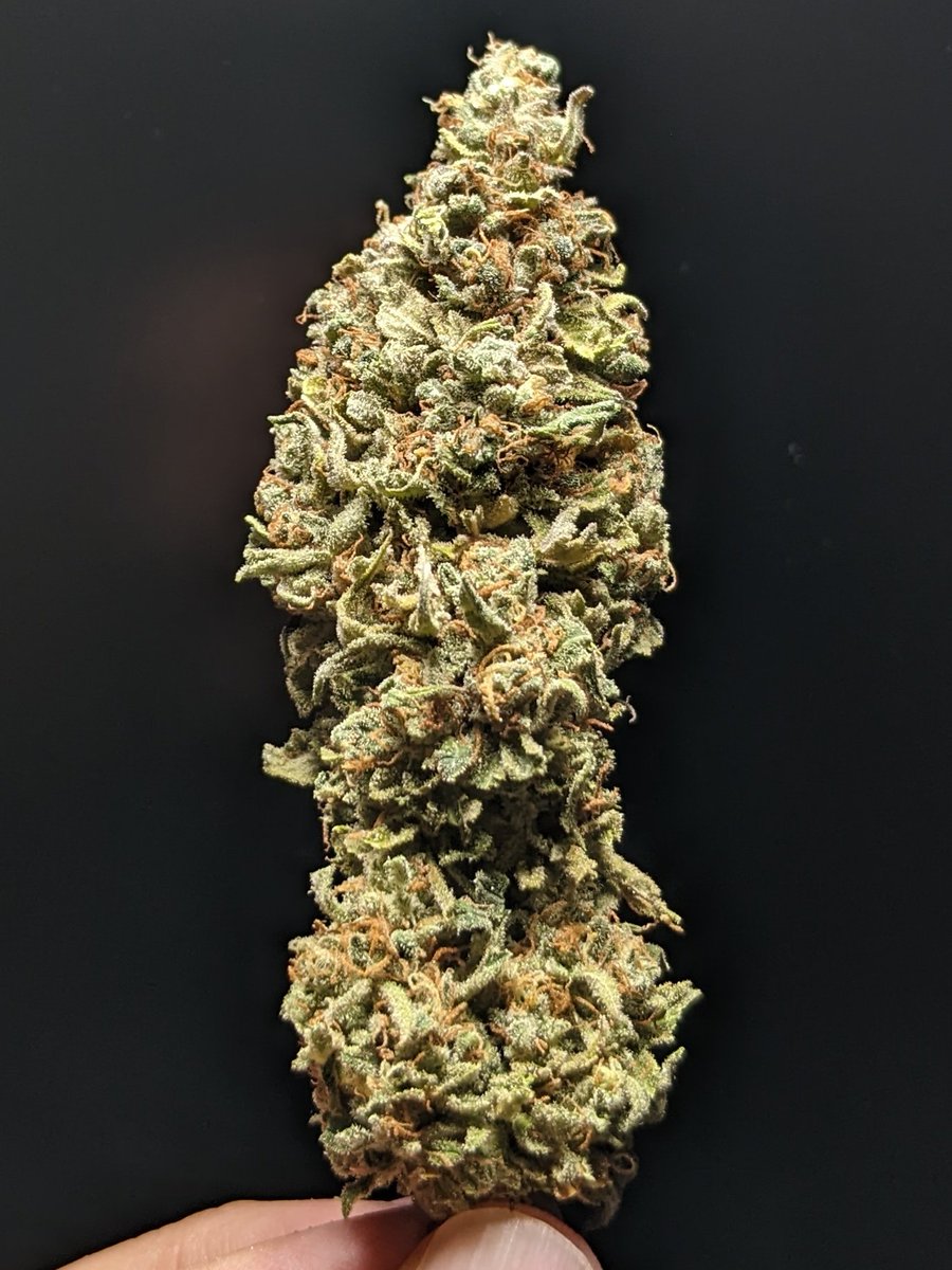 CanuckleBudZ's tweet photo. C99xBlueberry FAST from @SeedsmanSeeds.  Quick flowering large colas, will definitely grow again. https://t.co/76IHlafaF7