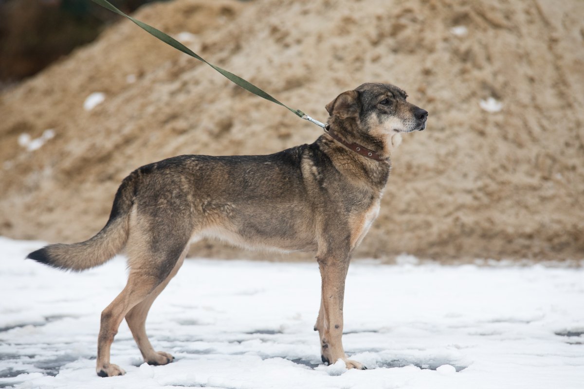 Рада - красивая черно-рыжая собачка 8 лет. 6 лет своей жизни она провела в приюте, что сделало ее очень общительной 🐶 Она всегда с радостью встречает гостей, любит когда ее гладят, разговаривают с ней. А самое заветное желание Рады - чтобы у нее был свой хозяин, миска и дом 🏠