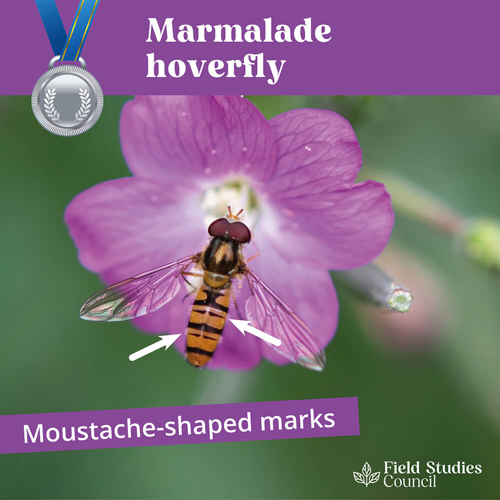 FieldStudiesC's tweet photo. 🥳 #FSCFinds Competition Week 3 😀
Today's suggestion:
👉 Silver Level Spot: Marmalade hoverfly
🐜 Get outside, photo nature, share your image using #FSCfinds to enter to win a wildlife pack of your choice!
Competition Ts&Cs https://t.co/nrwlNHiSLB https://t.co/17jtjv3LdY