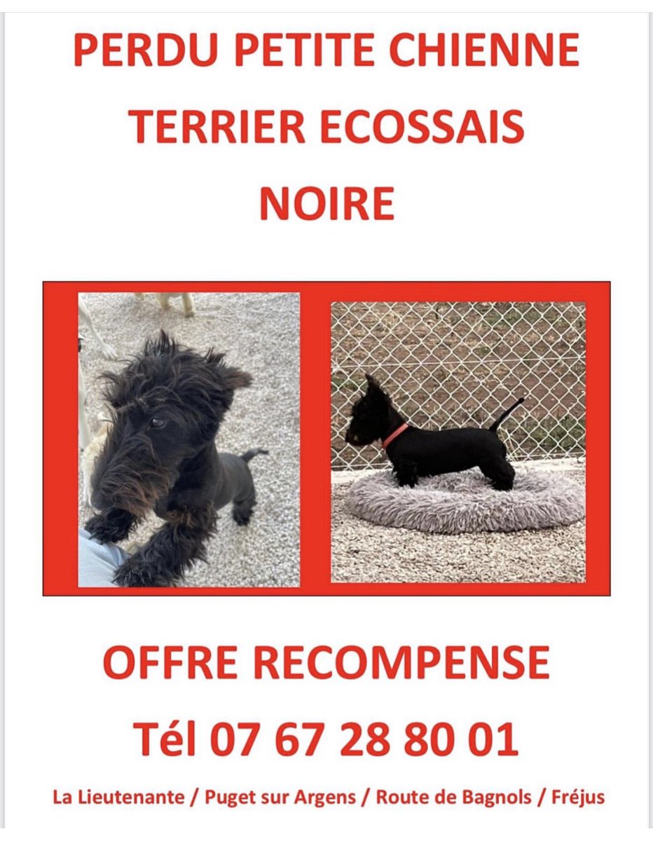 HeleneGateauOff's tweet photo. HELP ! partagez au max svp ! Cette petite chienne (d’une amie) a poursuivi un sanglier hier et est introuvable depuis. 
Sud de la France (Var) https://t.co/1g4iVpi2I7