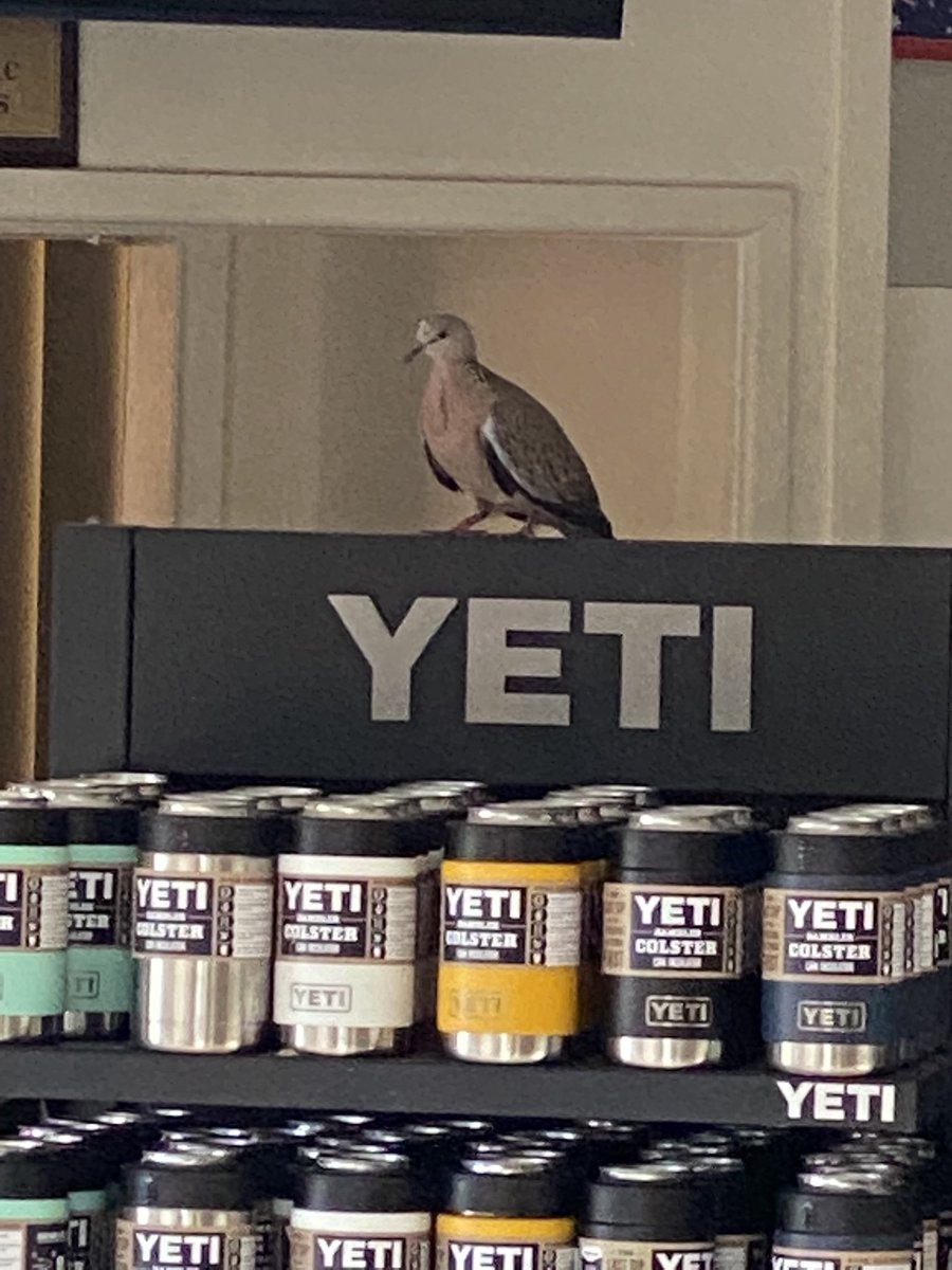 "Call of the Wild" they say in Yeti land.....now get out of my showroom!