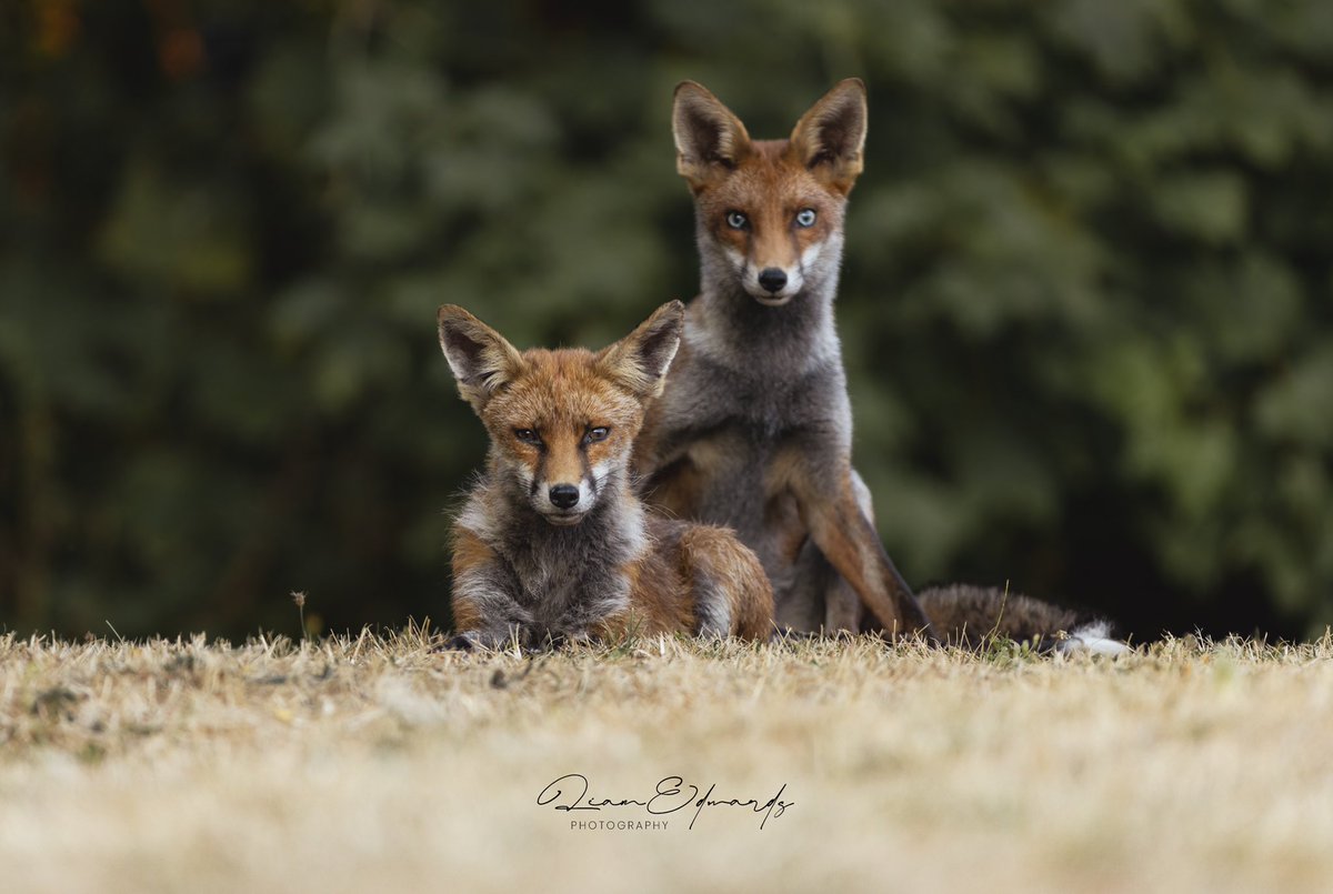 Liammedwardss's tweet photo. It’s been a while since I picked up the camera. But I couldn’t resist the opportunity to photograph a family of foxes living in a family members back garden. For more images check out my Instagram page @liamedwards_photography #foxoftheday @ChrisGPackham https://t.co/m4S1DJKOoK