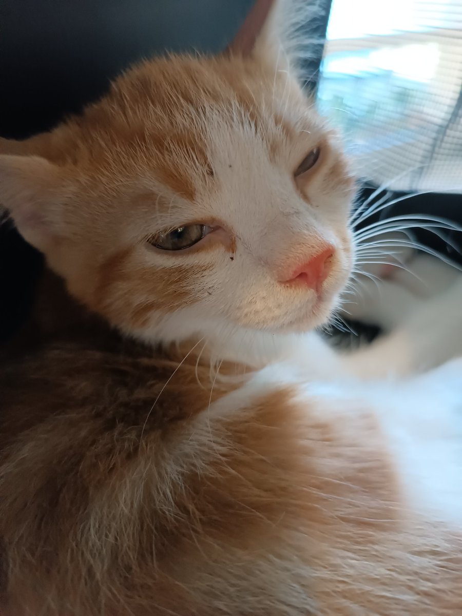 _lisachan_'s tweet photo. Buongiorno. Questo è Florimondo ed è il nuovo inquilino di #CasaLab <3 è un patatino e fa PEO. https://t.co/OS5jMbchae