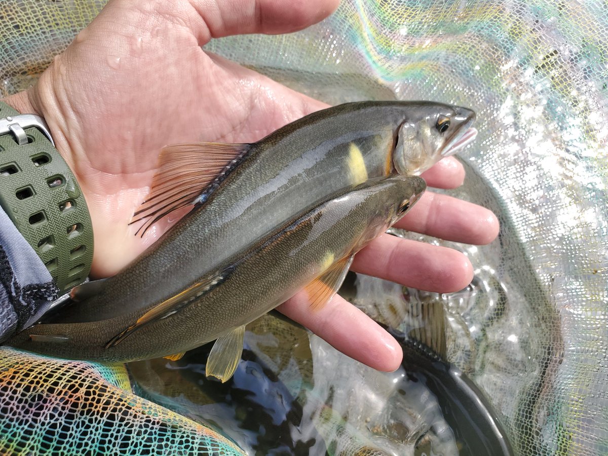 asuka6290's tweet photo. 葛川行って日釣り券買ったのにタモ忘れてきたことに気づいて結局岐阜帰って年券買ってる美山行った https://t.co/8dc2QDu1jz