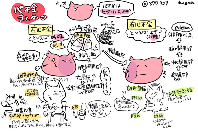 【心不全まとめメモ】
心臓の機能評価としてよく聞くのが
EF (左室駆出率Ejection Fraction):心臓が1回ごとに拍出する血液量と心臓の拡張期の容積に対する比率。
心拍出量が少ないとき・心臓が大きくなり拡張期の容積が大きくなっているときに値は小さくなる(正常55%以上) 