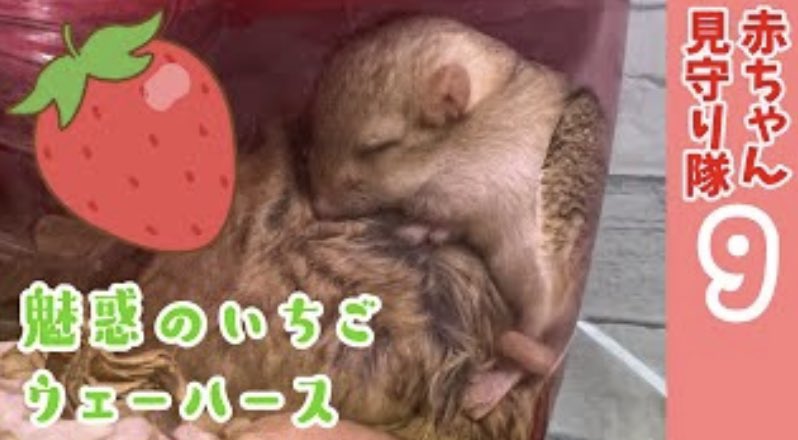 ち い た ん 赤ちゃんといちごウエハースの可愛い動画上げました みてね T Co Hvnlbxgftk オブトアレチネズミ マカロニマウス ファットテールジャービル T Co S3p9ohbqrt Twitter