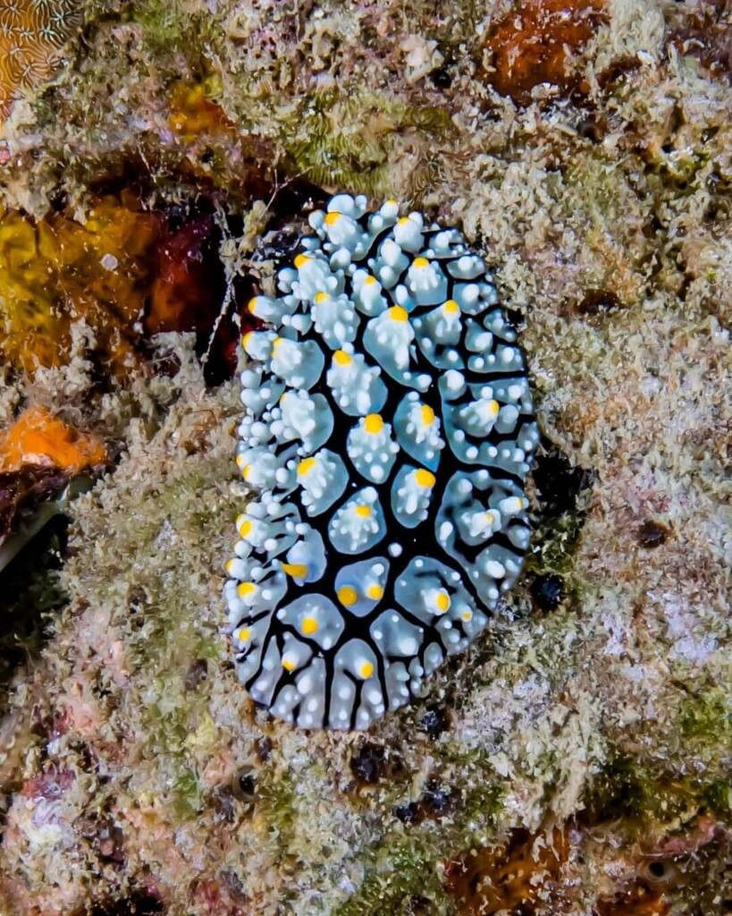 divekohtao's tweet photo. Nudibrach are like underwater pokemon 🤣 We wanna spot them all

📸 @bill_carmella  @carmellaproductions 

#openwatercourse #padicourses #padiinstructor #padiopenwater #padipro #paditravel #padiwomen #padiwomensdiveday #professionaldiver #scubaaddict #scubadivinginstructor #sc… https://t.co/JcdsW0RujR