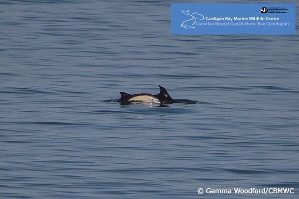 CBMWC News (@cbmwc) on Twitter photo Sightings Update 10/08/2022: COMMON DOLPHINS!! ๐ฅณ๐ฌ
Our #LivingSeas volunteers recorded a small group of common dolphins just off of the New Quay headland during todays 9am-11am survey ๐ฌ๐
<a href="/WalesOnline/">WalesOnline ๐ด๓ ง๓ ข๓ ท๓ ฌ๓ ณ๓ ฟ</a> Sightings Update 10/08/2022: COMMON DOLPHINS!! ๐ฅณ๐ฌ
Our #LivingSeas volunteers recorded a small group of common dolphins just off of the New Quay headland during todays 9am-11am survey ๐ฌ๐
<a href="/WalesOnline/">WalesOnline ๐ด๓ ง๓ ข๓ ท๓ ฌ๓ ณ๓ ฟ</a>