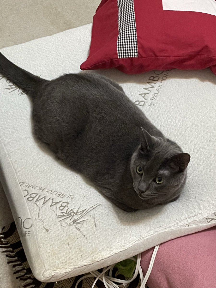 Candace Young tweet media