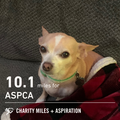 allibolt37's tweet photo. 10.1 @CharityMiles for @TeamASPCA. https://t.co/Ulq3A5E0fl