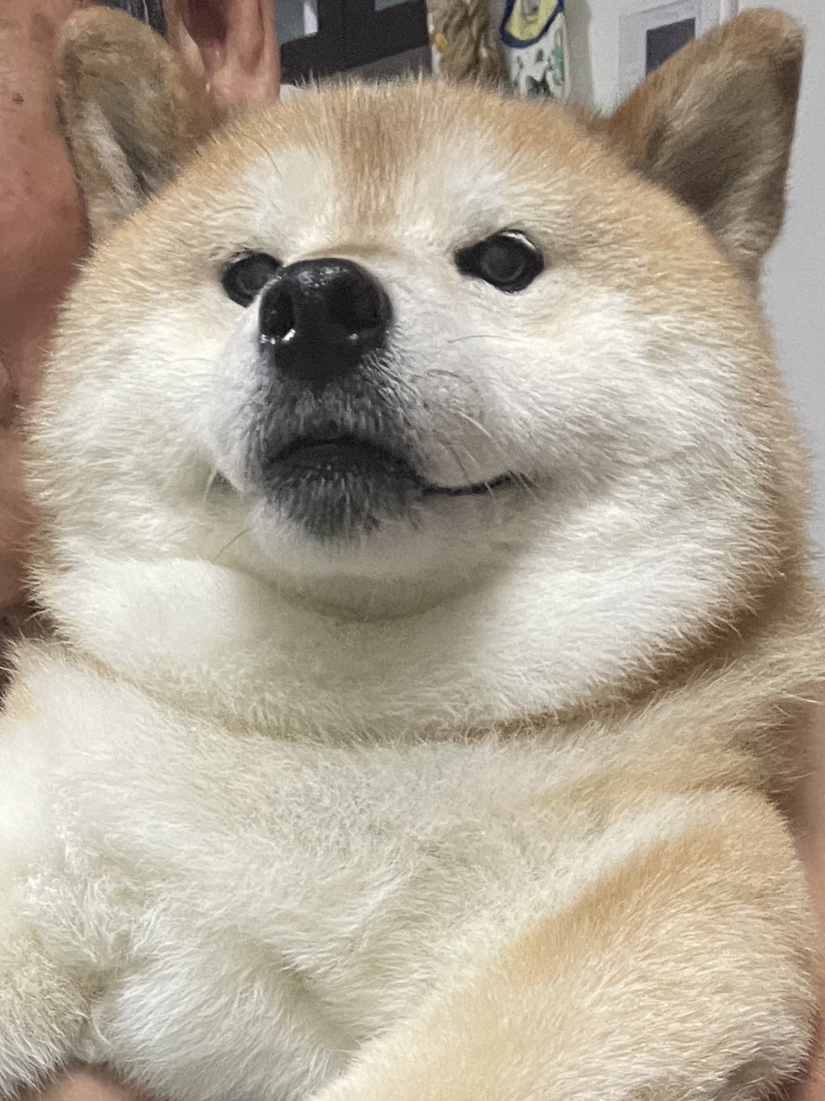 柴犬アンちゃん Pa Twitter 緊張の夏 T Co Entngxc5kr Twitter 柴犬アンちゃん Pa Twitter 緊張の夏 T Co Entngxc5kr Twitter