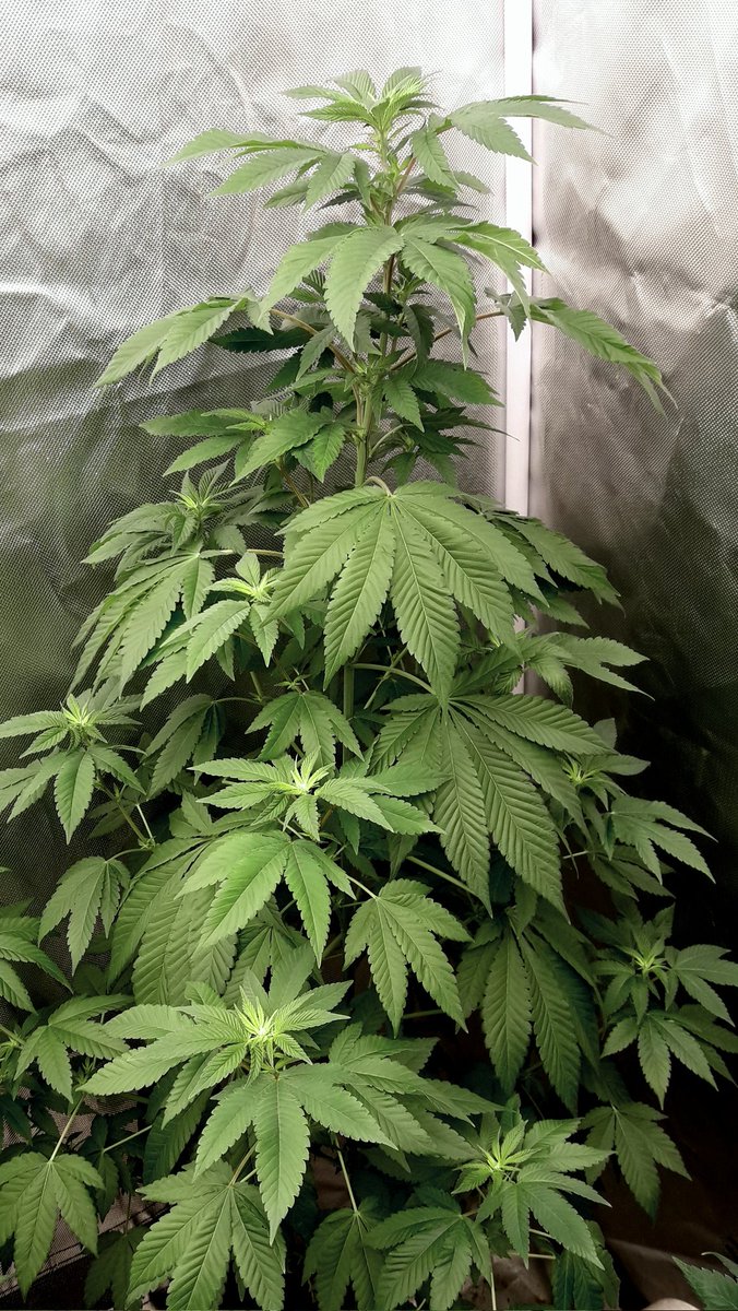AdrycManellson's tweet image. Desde luego @ProXL_Spain con #ProLed las plantas van de vicio, tanto #IntergalacticKush de @Kannabia_Samen y @Zamnesia_ cómo #LemonOgCandy @PhiloSeeds o #Gorila de @BuddhaSeeds.
Y no Veáis el trabajo que ahorra en Riego.
Alegría pues...🧚‍♂️😎