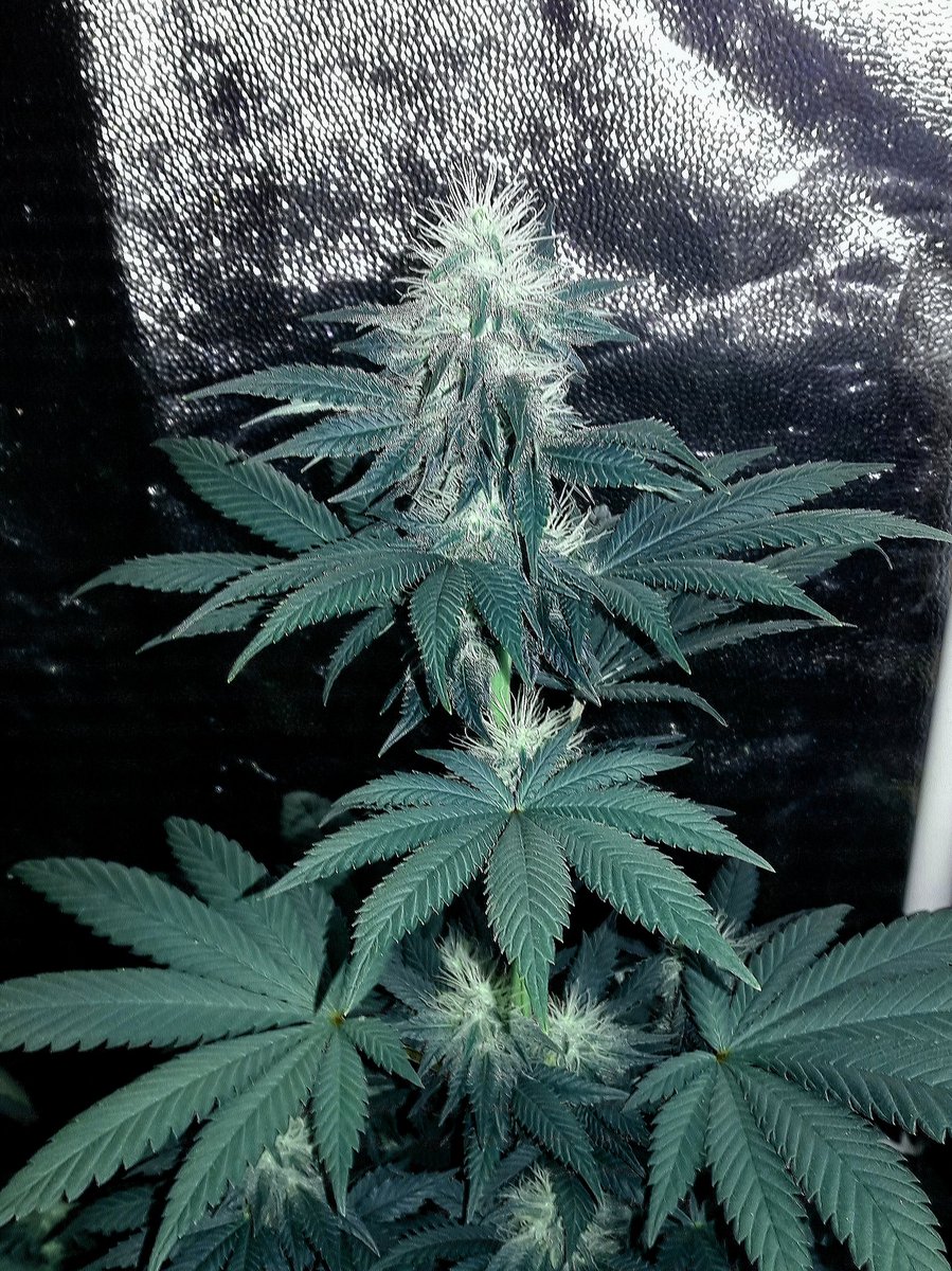 AdrycManellson's tweet image. Desde luego @ProXL_Spain con #ProLed las plantas van de vicio, tanto #IntergalacticKush de @Kannabia_Samen y @Zamnesia_ cómo #LemonOgCandy @PhiloSeeds o #Gorila de @BuddhaSeeds.
Y no Veáis el trabajo que ahorra en Riego.
Alegría pues...🧚‍♂️😎