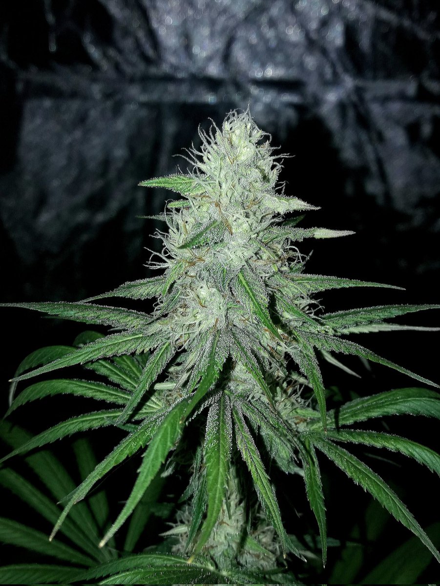 AdrycManellson's tweet image. Desde luego @ProXL_Spain con #ProLed las plantas van de vicio, tanto #IntergalacticKush de @Kannabia_Samen y @Zamnesia_ cómo #LemonOgCandy @PhiloSeeds o #Gorila de @BuddhaSeeds.
Y no Veáis el trabajo que ahorra en Riego.
Alegría pues...🧚‍♂️😎