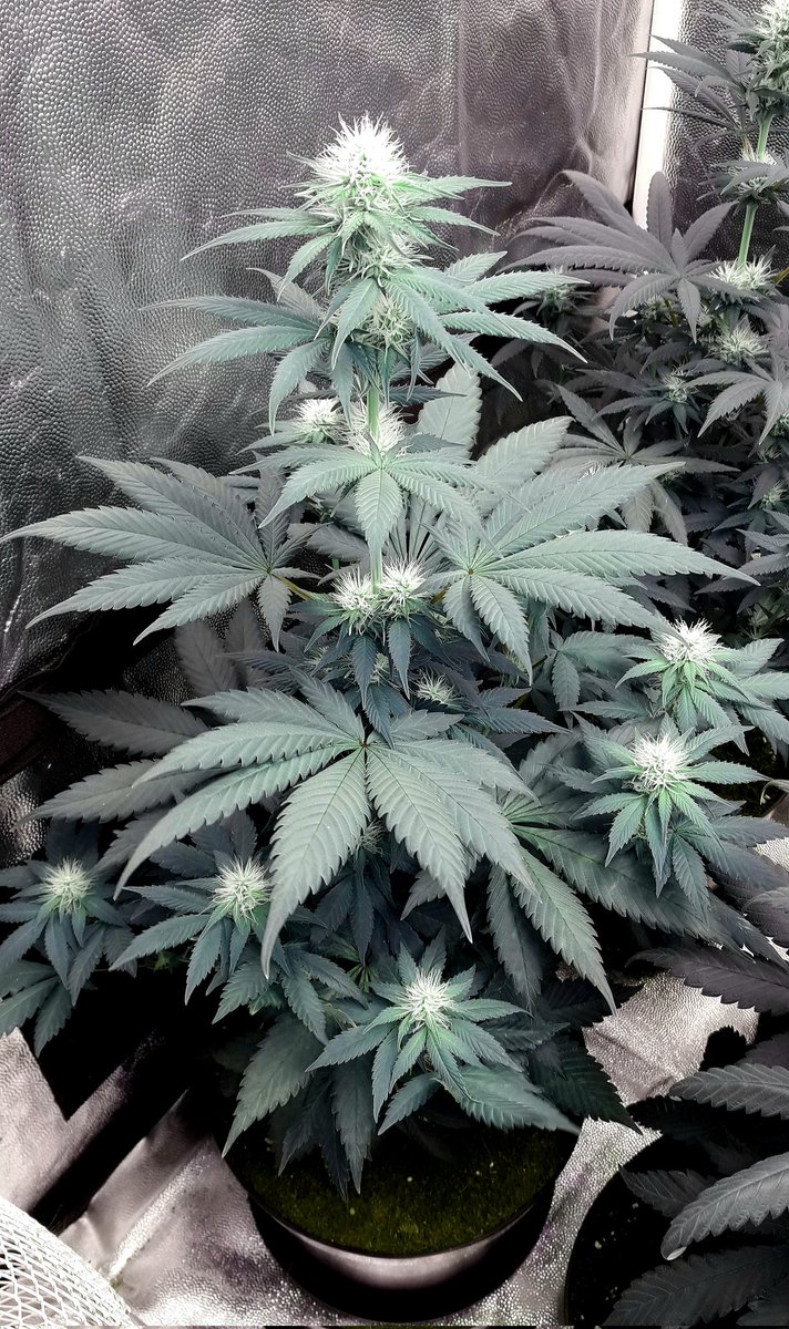 AdrycManellson's tweet image. Desde luego @ProXL_Spain con #ProLed las plantas van de vicio, tanto #IntergalacticKush de @Kannabia_Samen y @Zamnesia_ cómo #LemonOgCandy @PhiloSeeds o #Gorila de @BuddhaSeeds.
Y no Veáis el trabajo que ahorra en Riego.
Alegría pues...🧚‍♂️😎