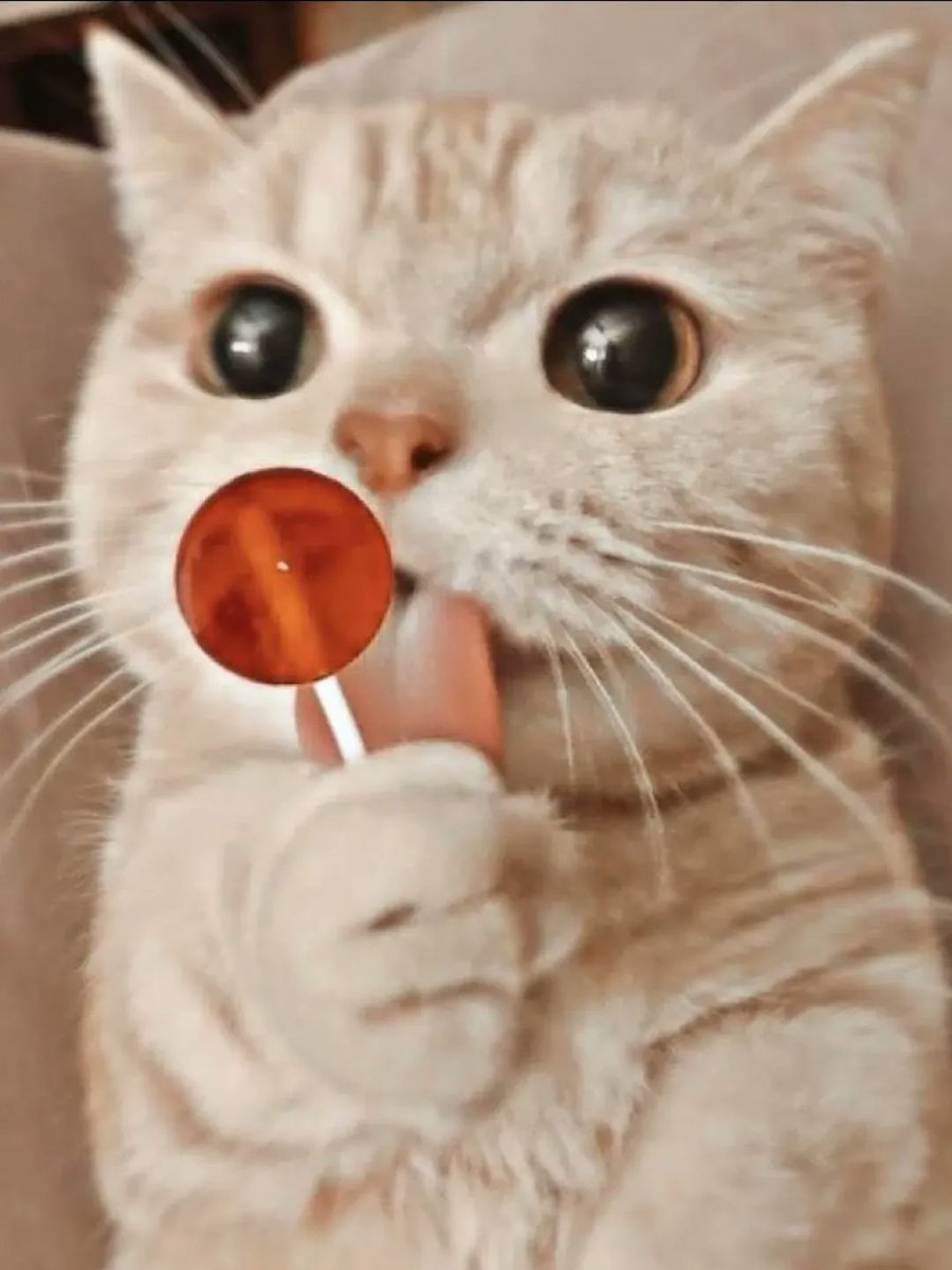 Cute Animals tweet media