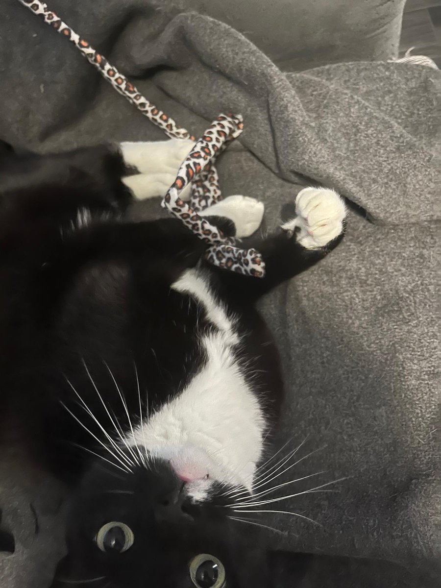 Playtime! Have a pawsome wednesday!
#CatsOfTwitter #CatsOnTwitter #catsofinstagram #share #followme