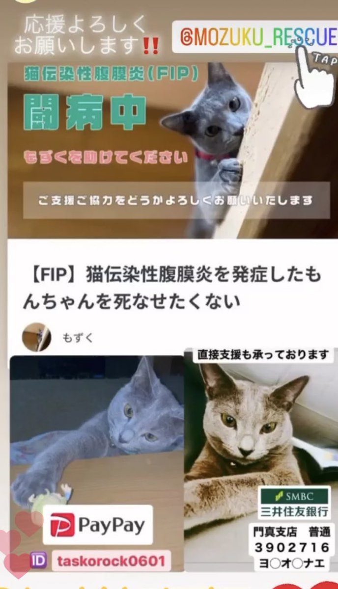 MozukuRescue's tweet photo. 【お知らせ】この場を借りて皆様に拡散応援のお願いです。誠に勝手なお願いではありますが私の家族　もずく（１歳）が猫伝染性腹膜炎（FIP）という致死率100%の難病と闘っています。https://t.co/o95o2GVHcRご一読頂ければ幸いです。優しい輪でもずくを繋いでくれませんか？よろしくお願いします🙏 https://t.co/7QvWj9iLK6