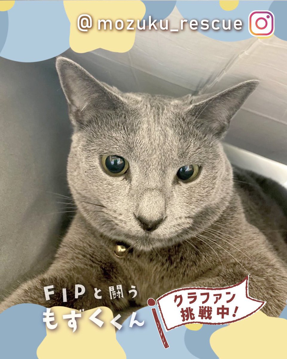 MozukuRescue's tweet photo. 【お知らせ】この場を借りて皆様に拡散応援のお願いです。誠に勝手なお願いではありますが私の家族　もずく（１歳）が猫伝染性腹膜炎（FIP）という致死率100%の難病と闘っています。https://t.co/o95o2GVHcRご一読頂ければ幸いです。優しい輪でもずくを繋いでくれませんか？よろしくお願いします🙏 https://t.co/7QvWj9iLK6