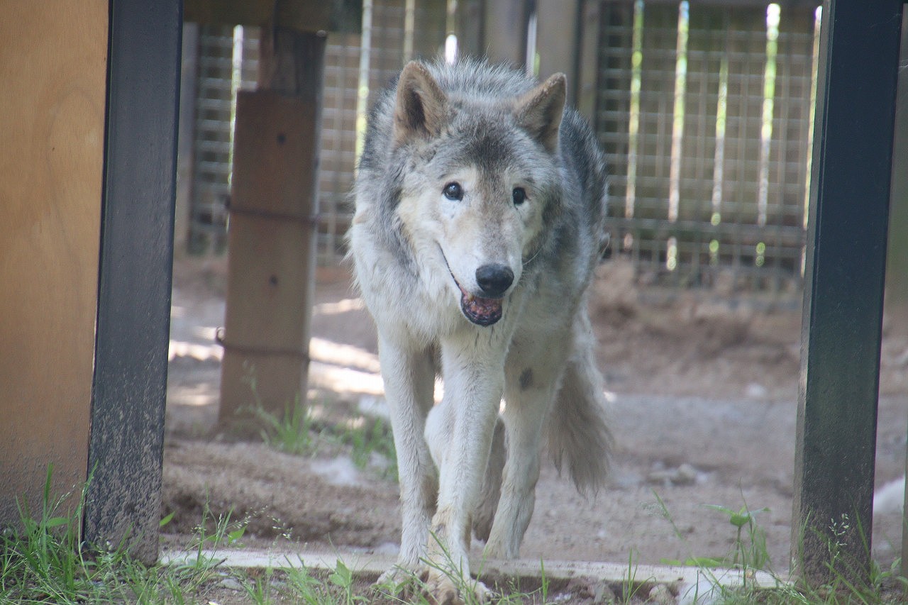 秋田市大森山動物園 on X: 