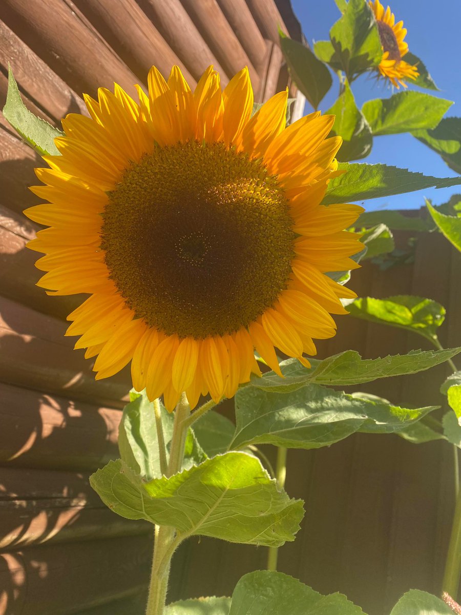 SolihullUpdates's tweet photo. Good Morning #Solihull🌻

It will be a dry and very warm day with blue skies and long spells of sunshine. A gentle breeze. Highs of 31°C &amp; Lows of 14°C 

(Image: Vickie Mellor). https://t.co/aXUWipL6Gr