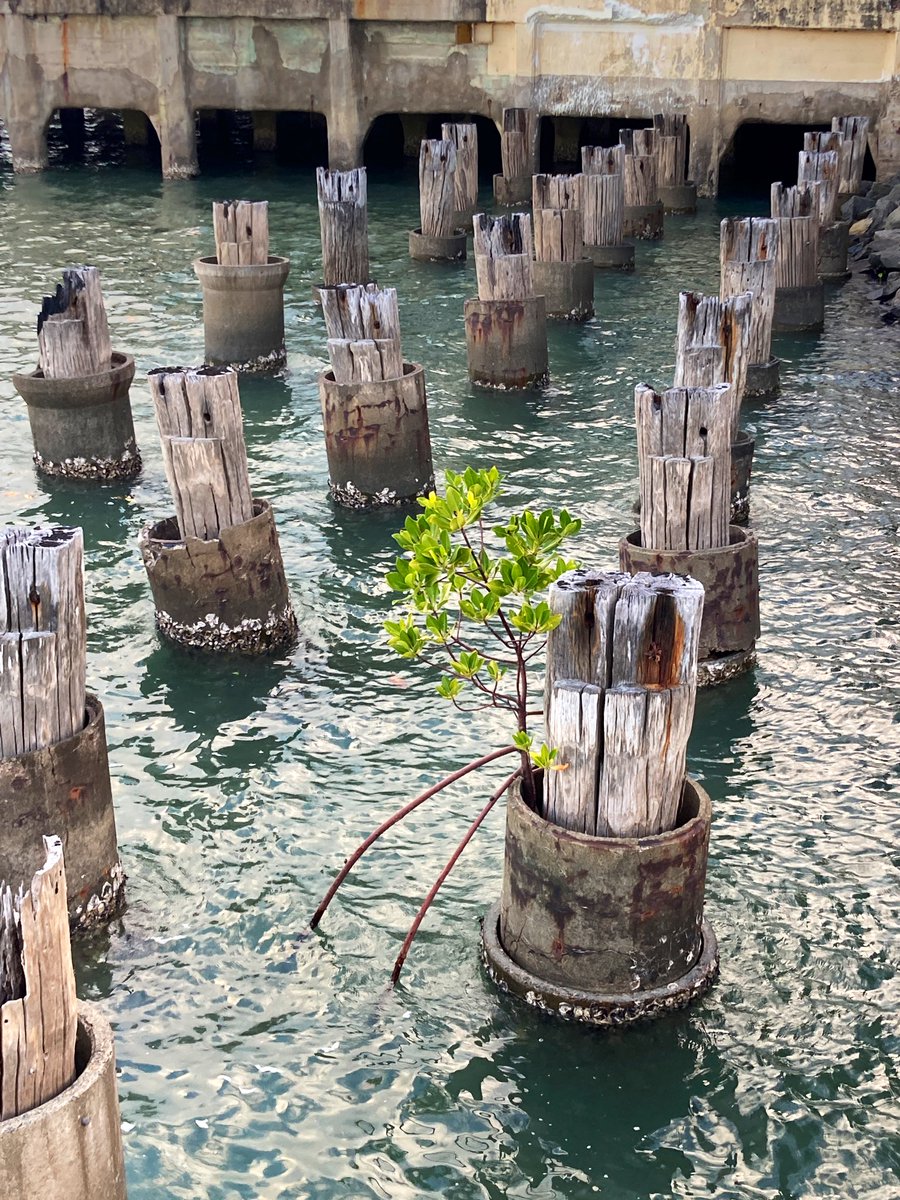 Mangroves against the world #AMSA22