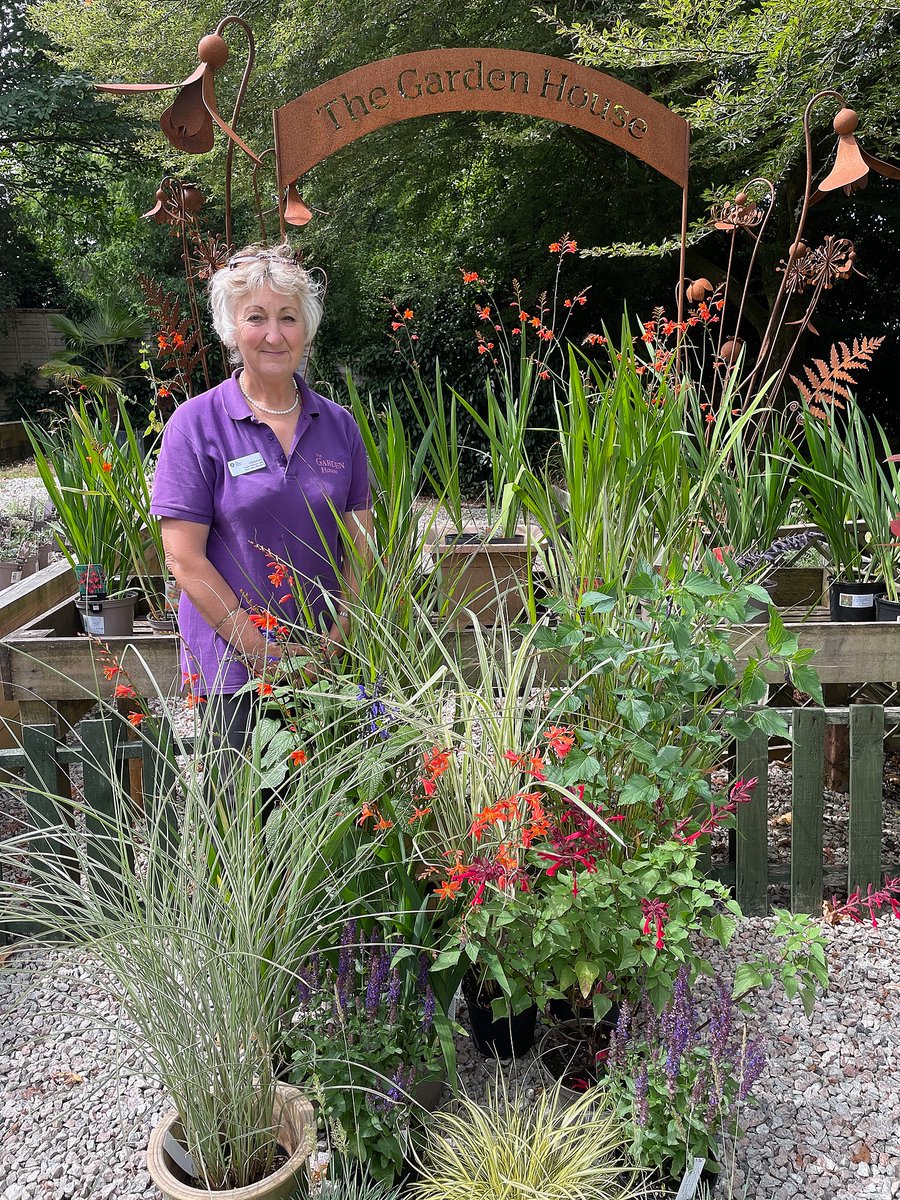 TGardenHouse's tweet photo. Heat and sun - grasses are some of the best plants for these conditions, creating fantastic focal points in gardens providing pleasure almost year round.  We've just taken stock of over 30 beautiful varieties in our Plant Sales area - open 10.30am to 5pm Tuesday to Sunday. https://t.co/73GWdbpWh3