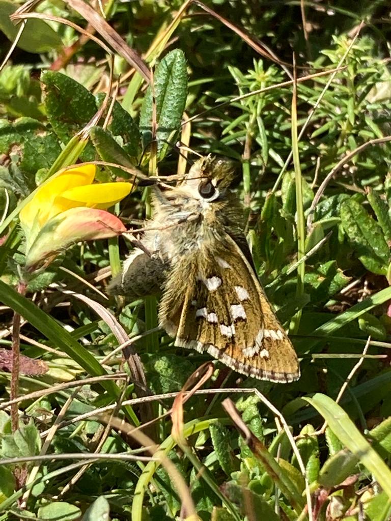 Silver spotted skipper at Perham Down in Wiltshire 09/08/22 @savebutterflies @BC_Wiltshire