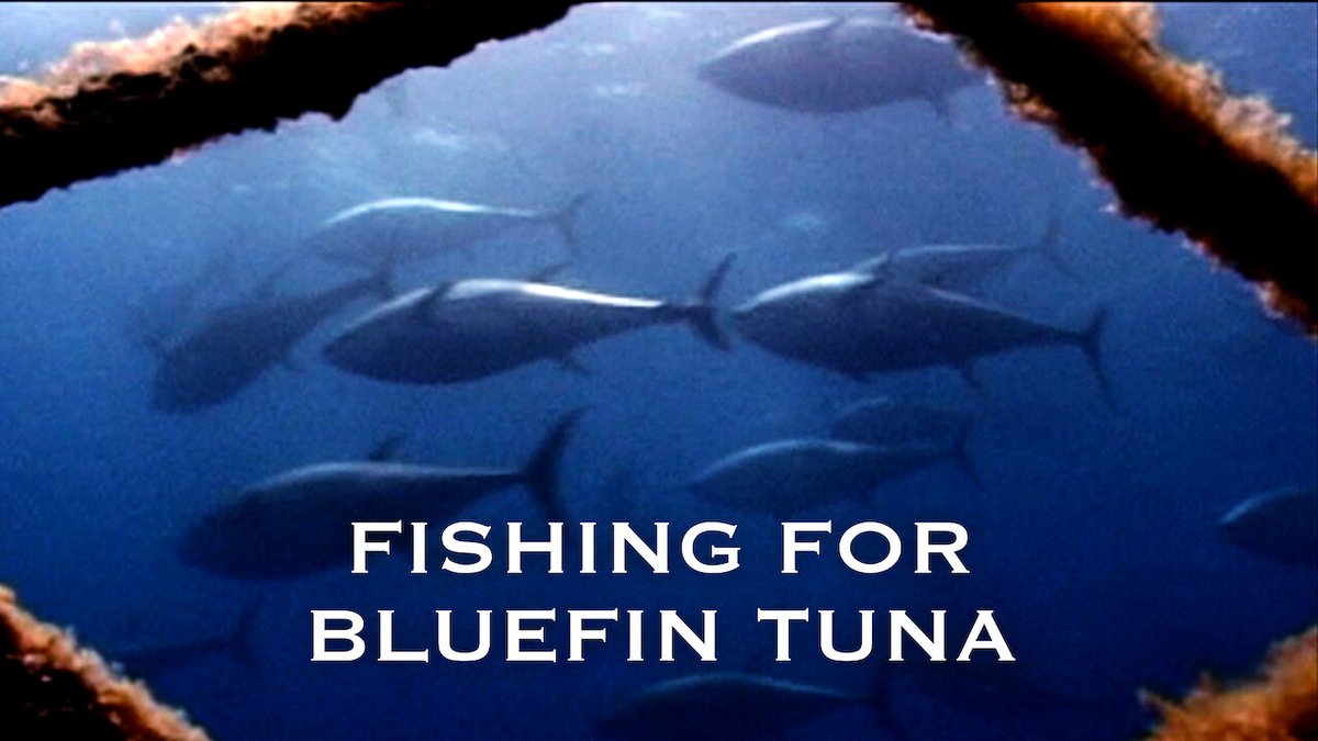 fan on Twitter "Fishing for Bluefin Tuna (2010) 49m