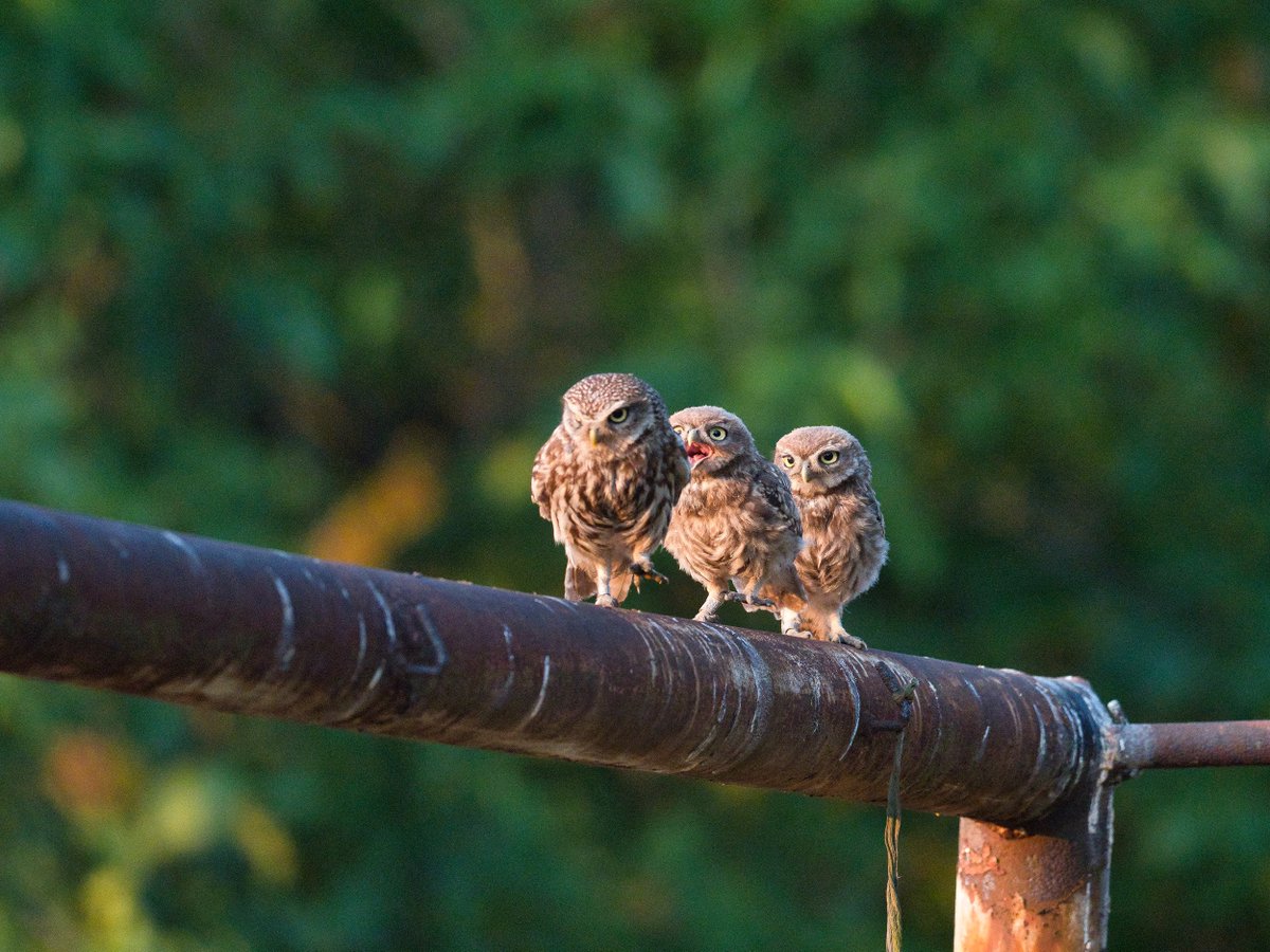 🦉 Výsledky letošní sezóny sýčků nejsou povzbudivé. Ornitologové z <a href="/ivb_cas/">Institute of Vertebrate Biology</a> a <a href="/birdlifecz/">Česká společnost ornitologická went to bsky</a> spočítali pouze 62 mláďat. Populaci kriticky ohrožené sovy se zatím nedaří výrazně posílit a stále v Česku balancuje na hranici přežití. 

birdlife.cz/kriticka-sezon…