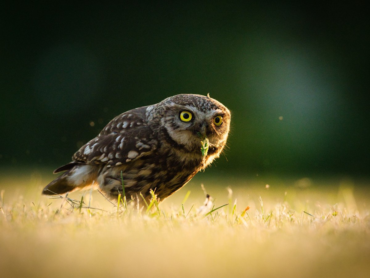🔴 Sýček patří v Česku mezi kriticky ohrožené druhy s počtem posledních sto párů. Dlouhodobým hlavním důvodem, proč ubývá z české krajiny, je velkoplošné intenzivní zemědělství vedoucí ke ztrátě pestrosti krajiny, velkým lánům a úbytku krajinných prvků.
birdlife.cz/sycek-obecny/