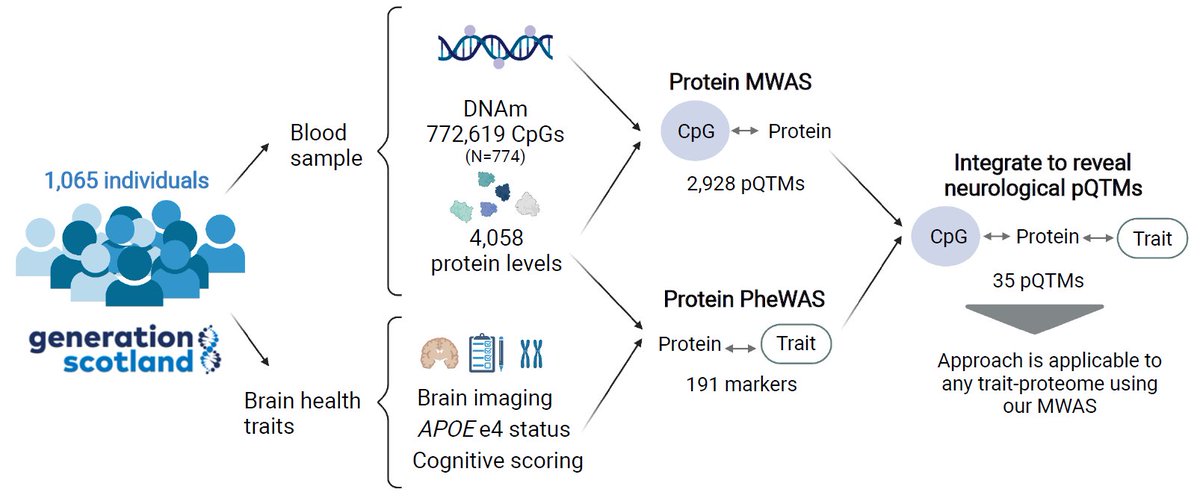 MarioniGroup (@marionigroup) on Twitter photo MWAS and brain health PheWAS of >4000 proteins in the <a href="/genscot/">Generation Scotland</a> cohort.
<a href="/dannigadd/">Danni Gadd</a>'s latest paper is now out in Nature Communications.
Paper here: rdcu.be/cTmri
YouTube summary: youtu.be/ngq3z6xk0fY MWAS and brain health PheWAS of >4000 proteins in the <a href="/genscot/">Generation Scotland</a> cohort.
<a href="/dannigadd/">Danni Gadd</a>'s latest paper is now out in Nature Communications.
Paper here: rdcu.be/cTmri
YouTube summary: youtu.be/ngq3z6xk0fY