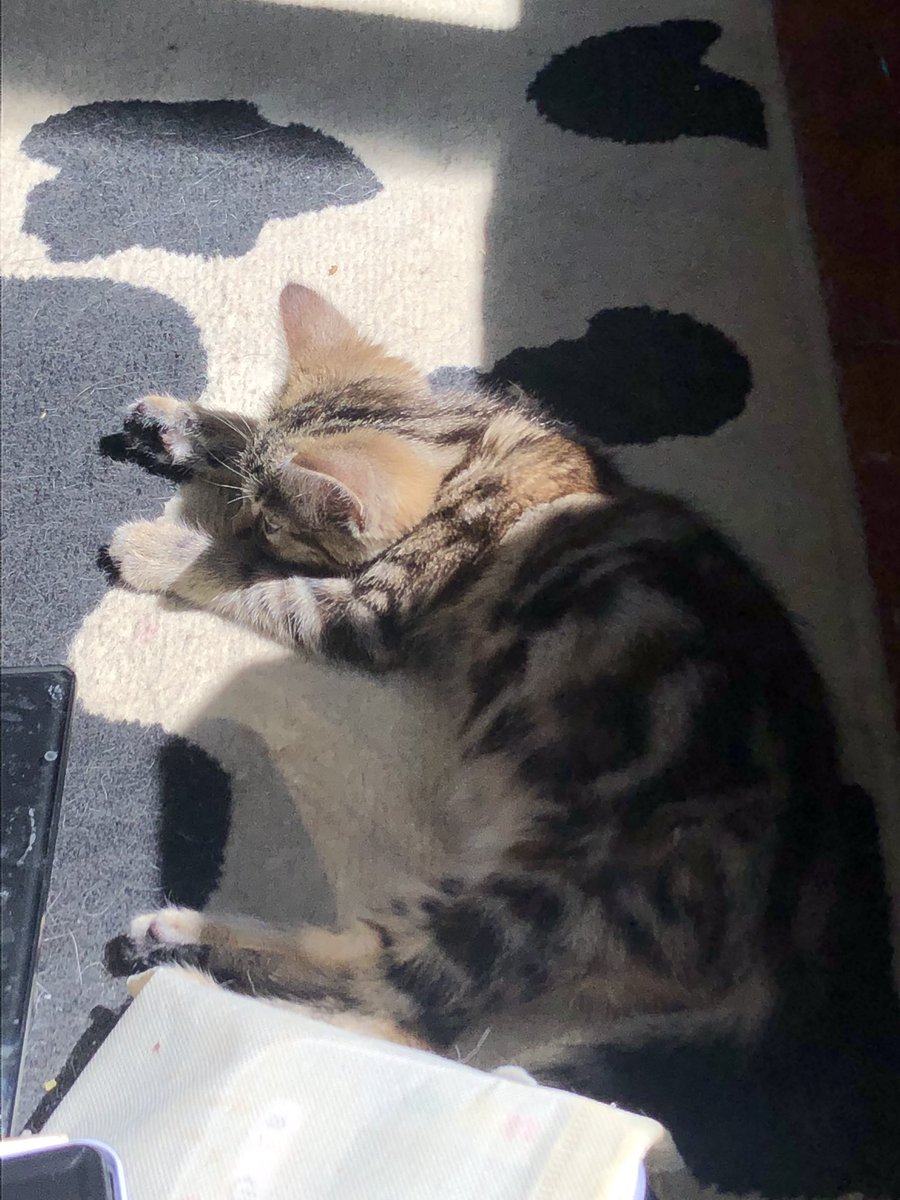 WhoKilled_Talon's tweet photo. Apparently there’s drama.

Look at my cats instead https://t.co/QnTLtBSdA9