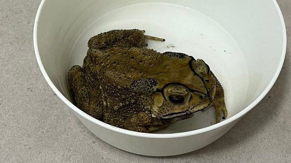 เจ้าตัวข้างล่างคือคางคกจากประเทศไทยที่เดินทางกว่า 6,000 กิโลเมตร จากบางแสนไปเมือง Cardiff ประเทศเวลส์ ผ่านทางสนามบินนานาชาติสุวรรณภูมิและสนามบินนานาชาติ London Heathrow ครับ มันน่าติดไปในรองเท้าข้างนึงของนักเรียนคนนึงครับ ตอนนี้มันถูกตั้งชื่อว่า “ROBERT”⚠️//BBC