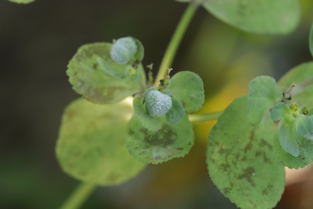 RPilze's tweet photo. Podosphaera euphorbiae ex Euphorbia helioscopia
#Euphorbiahelioscopia #Sonnenwendwolfsmilch #sunspurge #Euphorberéveillematin #euforbiacalenzuola #lecherula #Podosphaeraeuphorbiae #Podosphaera #EchterMehltau #Powderymildew #Mehltau #Phytopathology #natur #nature https://t.co/ccrcKzhKGZ