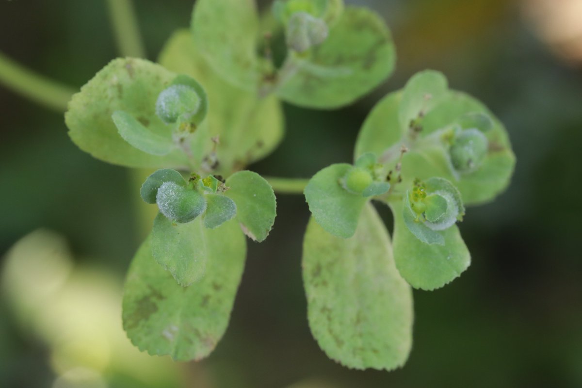 RPilze's tweet photo. Podosphaera euphorbiae ex Euphorbia helioscopia
#Euphorbiahelioscopia #Sonnenwendwolfsmilch #sunspurge #Euphorberéveillematin #euforbiacalenzuola #lecherula #Podosphaeraeuphorbiae #Podosphaera #EchterMehltau #Powderymildew #Mehltau #Phytopathology #natur #nature https://t.co/ccrcKzhKGZ