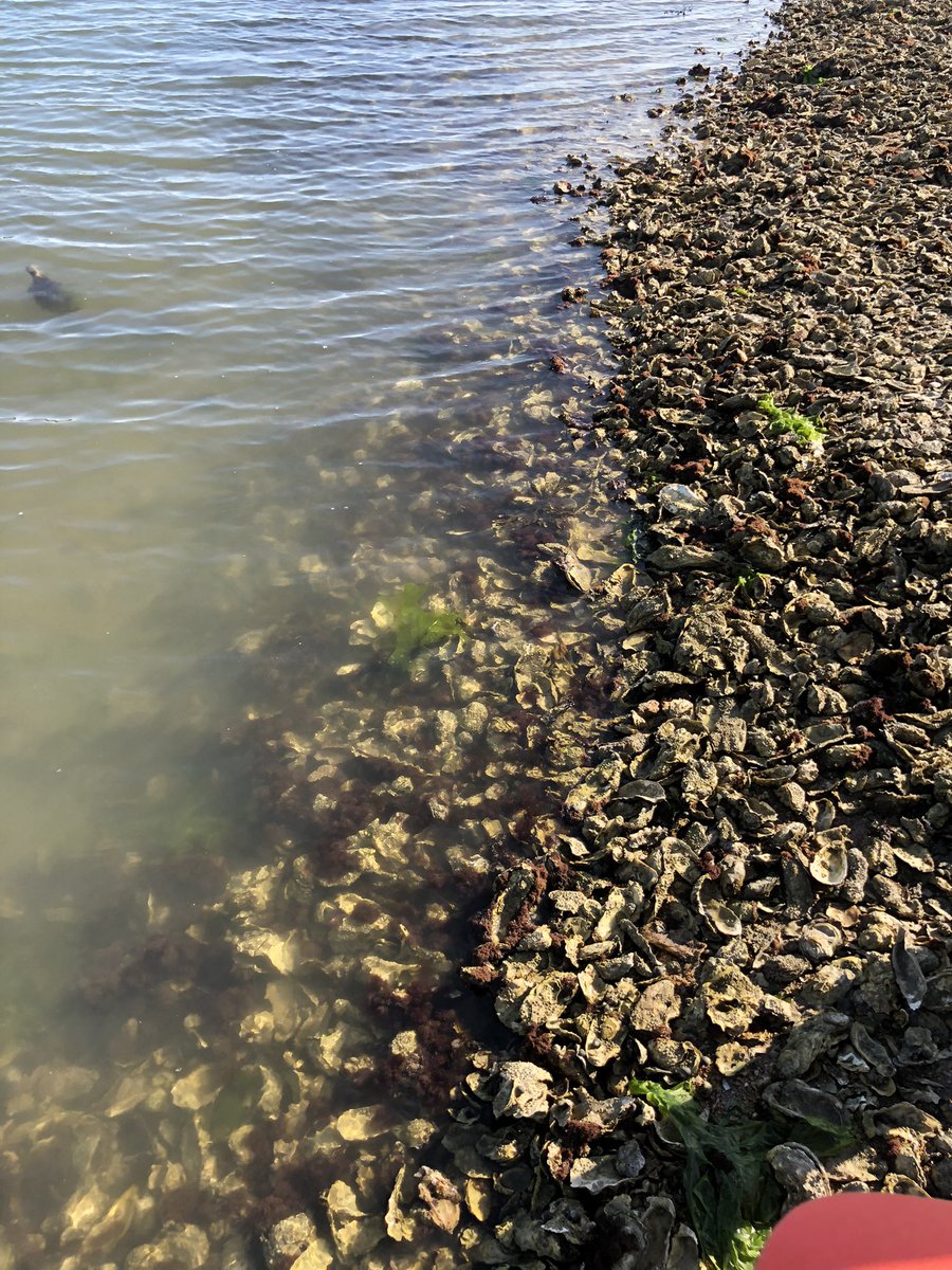 sachthevoyager's tweet photo. 着きました。
これ全部牡蠣！
だぁれもいなくてこの景色を独占 https://t.co/XeW9FXbbM9